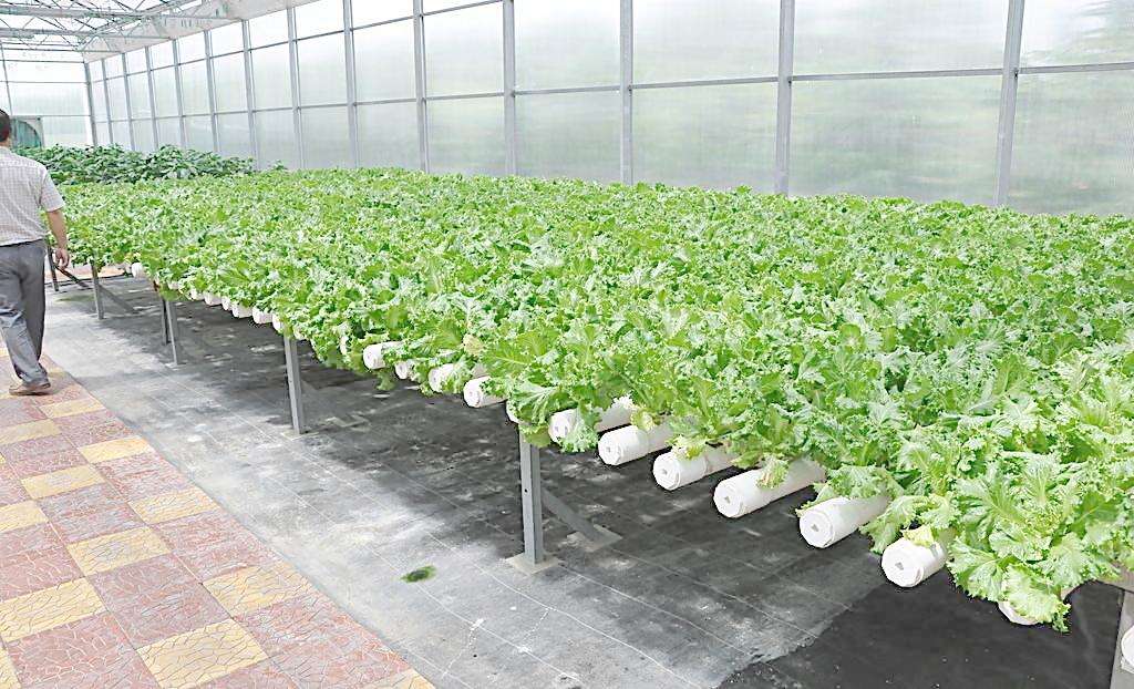 連棟溫室大棚