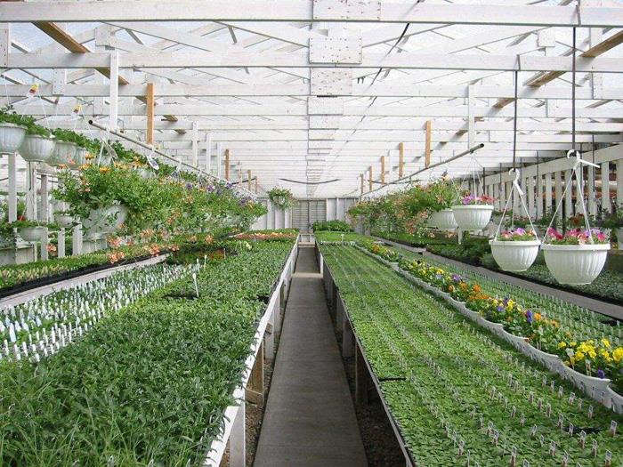 花卉溫室大棚